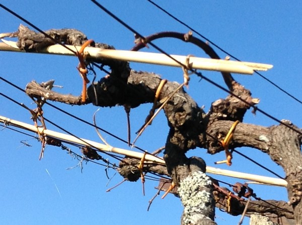 Atando la viña con el mimbre de la propia finca.